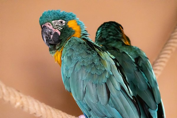 Welche Tiere zeigen interspezifische Symbiosen?