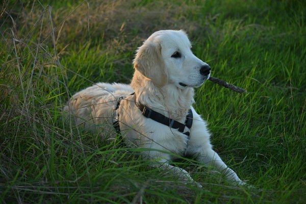 Welche Rolle spielt die Ausbildung bei der Sozialisierung von Hunden?