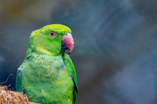 Wie kann man die Erziehung eines Welpen erfolgreich gestalten?